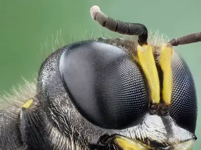 Macro specimen