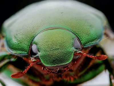 Macro specimen