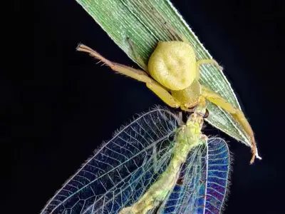 Macro specimen