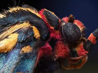 Macro specimen