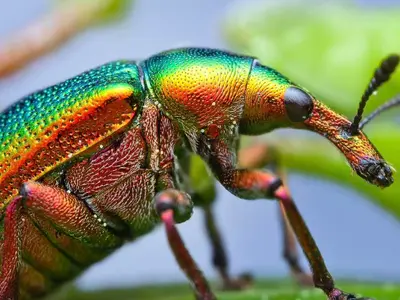 Macro specimen