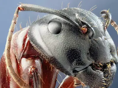Macro specimen