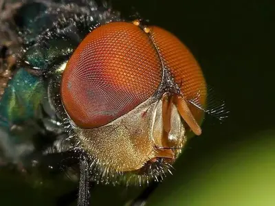 Macro specimen