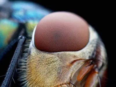 Macro specimen