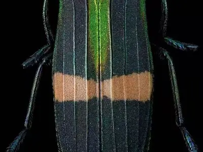 Macro specimen