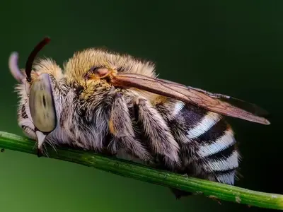 Macro specimen