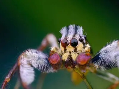 Macro specimen